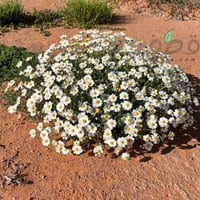 جملة بذور قحويان النفود 10 الآف بذرة .أقحوان بري
