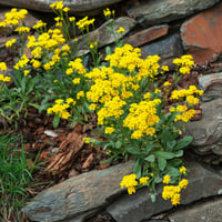 بذور زهور اليسم الذهبي زهرة الملكة العطرية