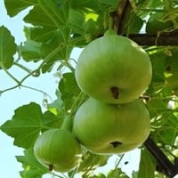 بذور قرع التفاح