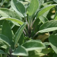 بذور الميرامية عريضة الأوراق