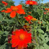 بذور زهرة دوار الشمس المكسيكي