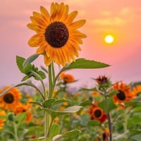 بذور دوار شمس منوع عدة اللوان