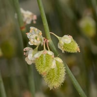 بذور شجيرة ارطى النقاوي