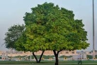 جملة 300 بذرة من شجرة اللبخ . ذقن الباشا