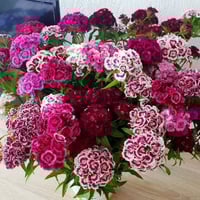 بذور زهرة ويليام سويت ملون