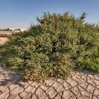 بذور السواد المعمر البري