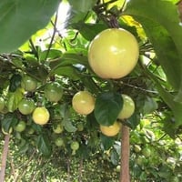 جملة 300 بذرة من بذور فاكهة باشن فروت الصفراء . زه...