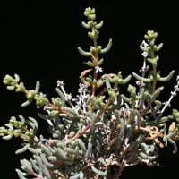 بذور طحمه - الطحماء البري