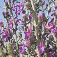 جملة 500 بذرة من بذور العهينة البرية