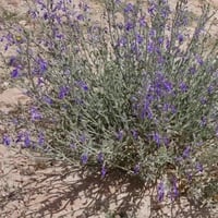 جملة 500 بذرة من بذور العهينة البرية