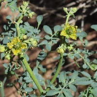 جملة 1000 بذرة من بذور عشبة الشذاب الطبية