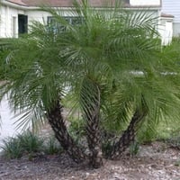 بذور نخيل روبليني