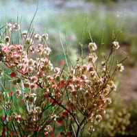 بذور شجيرة ارطى النقاوي