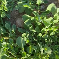 بذور شجيرة الدعاع البرية