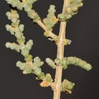 بذور شجيرة الفرس الرعوية