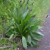 بذور عشبة لسان الحمل