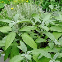 بذور الميرامية عريضة الأوراق