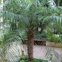 بذور نخيل روبليني