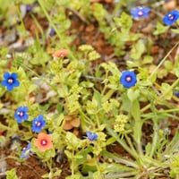 بذور عين القط البرية