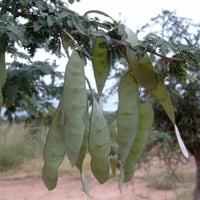 بذور شجرة الصمغ العربي