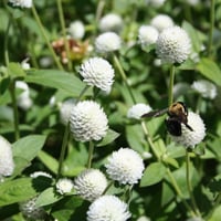 بذور زهرة جمفرينا