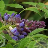 بذور ويستيريا الصينية البنفسجية