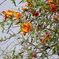 بذور شجرة الفرفارة