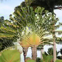 بذور نخيل الموز الكاذب رافينالا