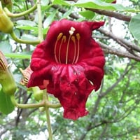 بذور شجرة المشطورة أبو النجف