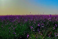 بذور الخزامى البرية