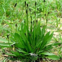 بذور ربلة القاطونة البرية