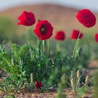 بذور الديدحان الاحمر شقائق النعمان