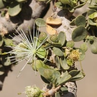 بذور شجرة السرح