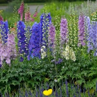 بذور زهرة الدلفينيوم العائق