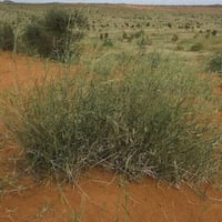 بذور شجيرة الثمام . عشب الصحراء