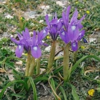 بذور سوسن البرية عنصل الصحراء