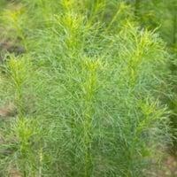 بذور الكمون البلدي