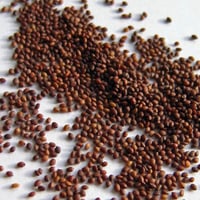 بذور الاوريجانو اليوناني للاكل