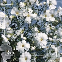 جملة 5000 بذرة من زهرة جيبسوفيلا