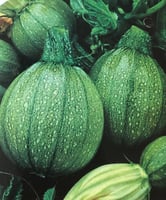 بذور كوسة المدورة الصغيرة , كوسا هدد