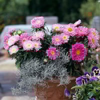 بذور زهرة استر النجمية