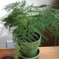 بذور شجيرة اسبرجوس