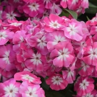 بذور زهرة قبس الحديقة . فلوكس