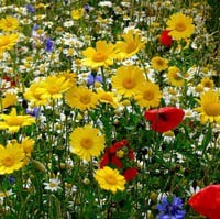 مجموعة منوعة من بذور الزهور العاسلة