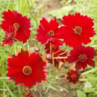 بذور زهرة كريوبسس الحمراء