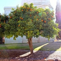 جملة 300 بذرة من شجرة النارنج أصل الحمضيات