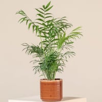 بذور نخيل شاميدوريا