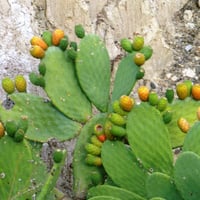 بذور التين الشوكي البرشومي