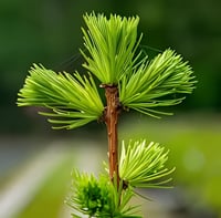 بذور الصنوبر الياباني