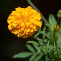 بذور زهرة القطيفة المخملية الحمراء